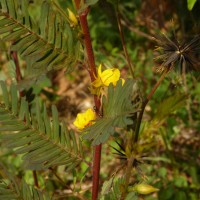 Chamaecrista leschenaultiana (DC.) O.Deg.